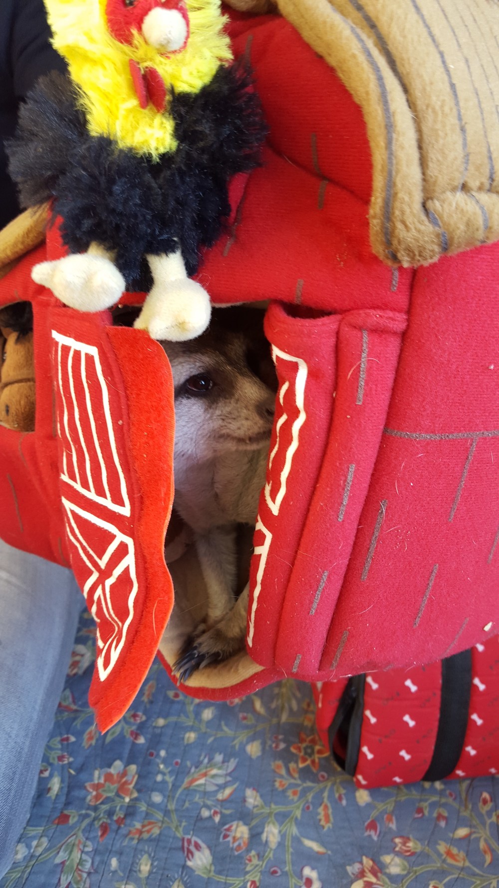 Fellow Earthlings 009