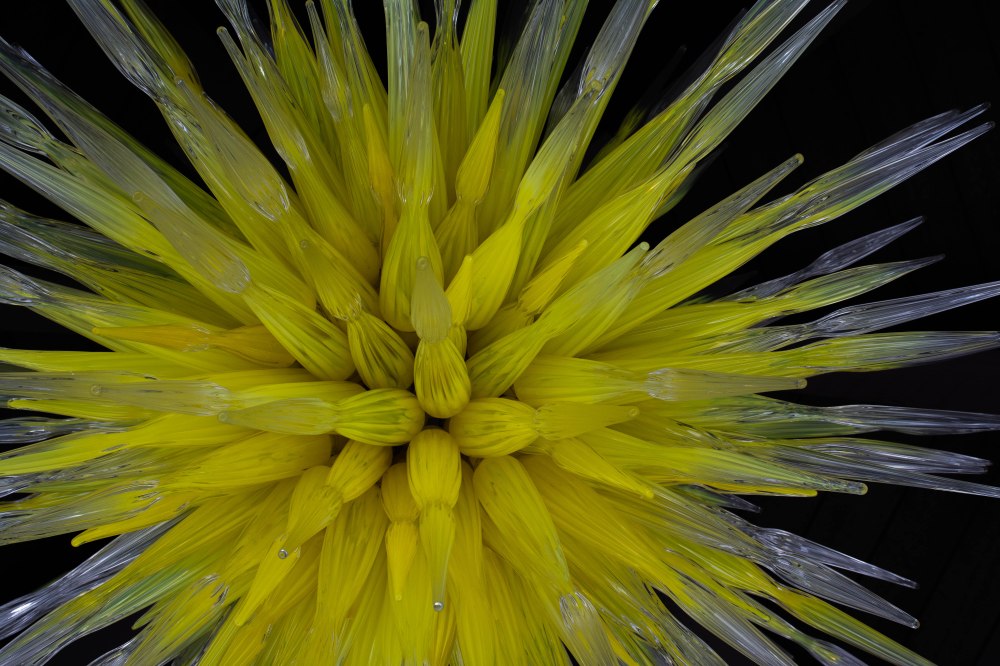 Catalina Chihuly-7