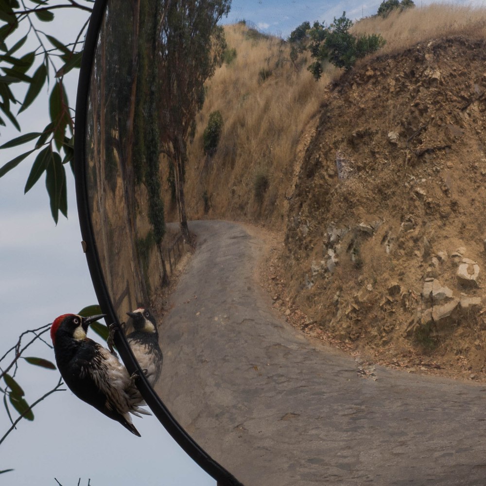 Catalina Jeep Tour-1