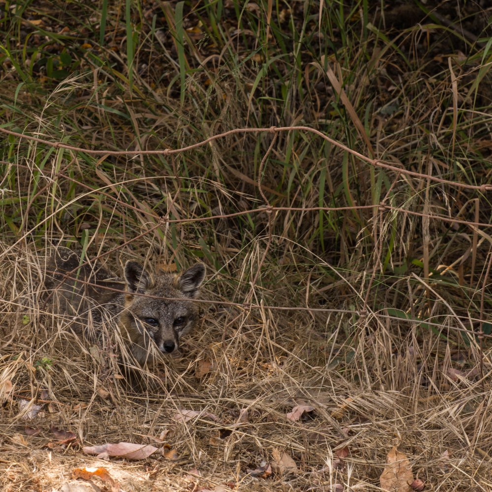 Catalina Jeep Tour-10