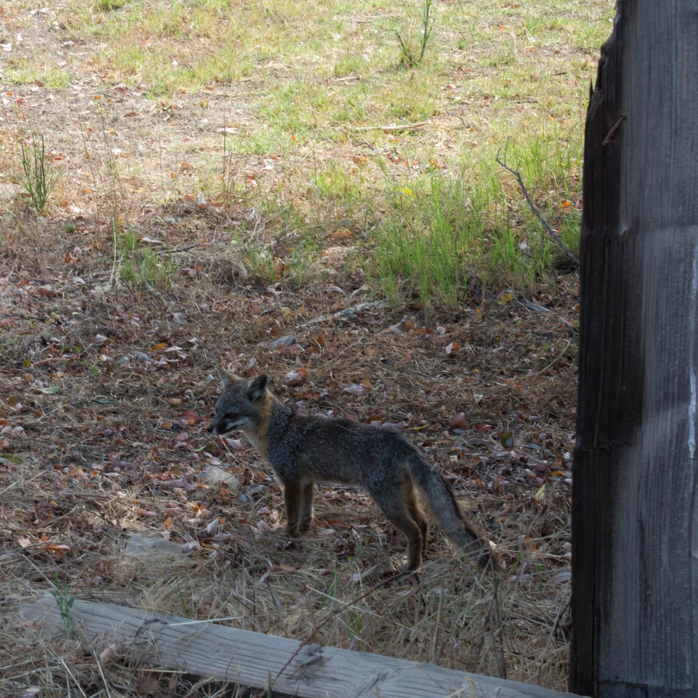 Catalina Jeep Tour-11