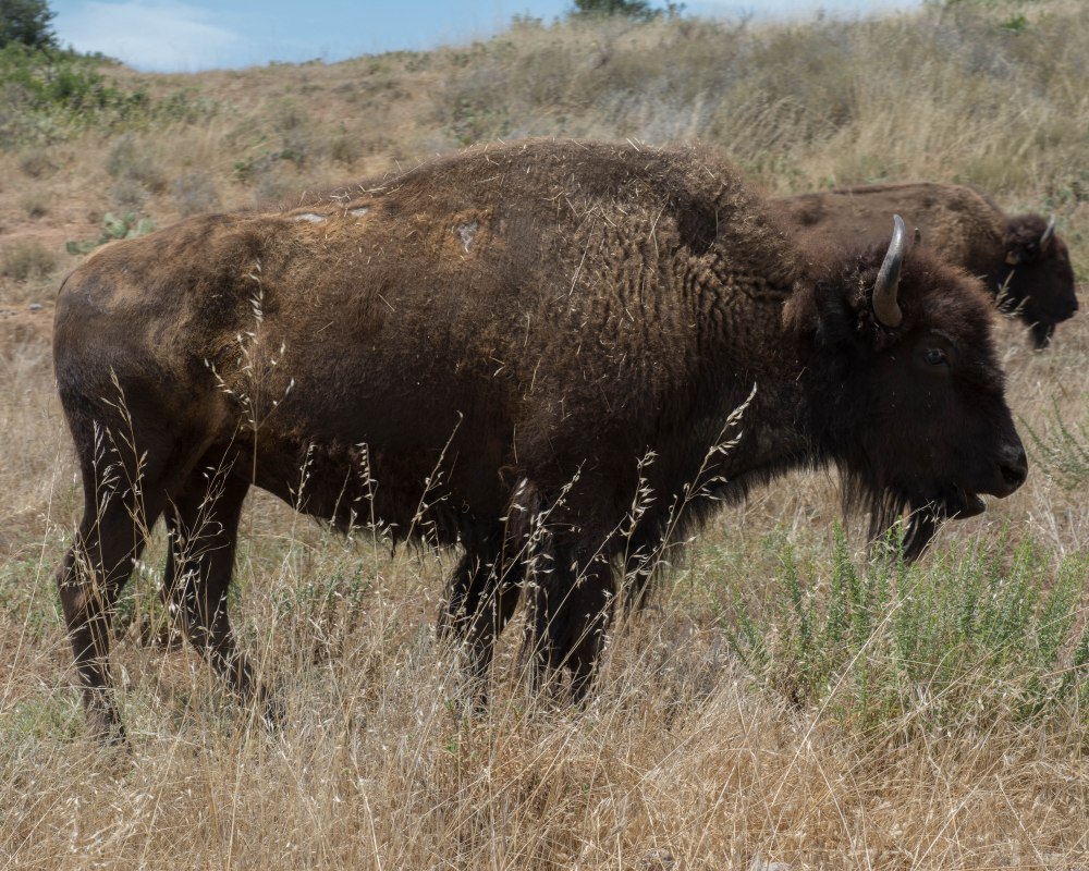 Catalina Jeep Tour-5