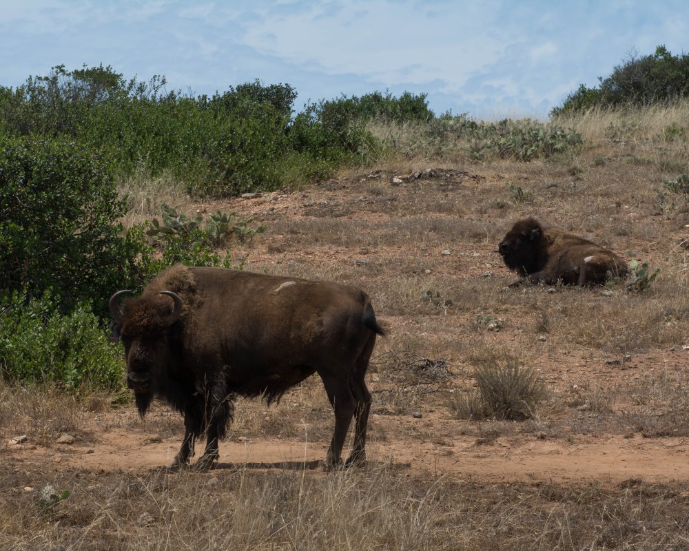 Catalina Jeep Tour-6