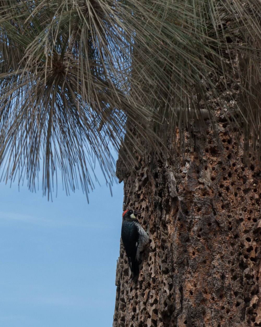 Catalina Jeep Tour-9