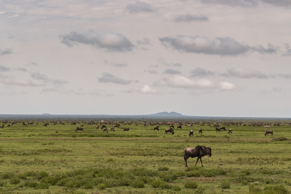 Tanzania-6001