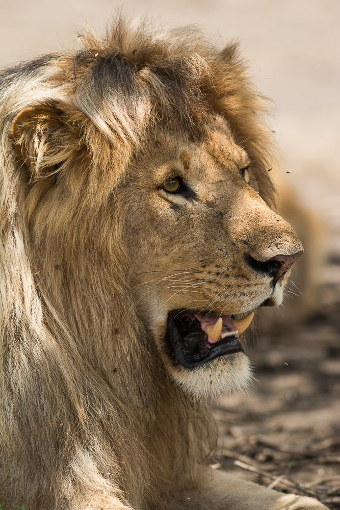 Tanzania-6004