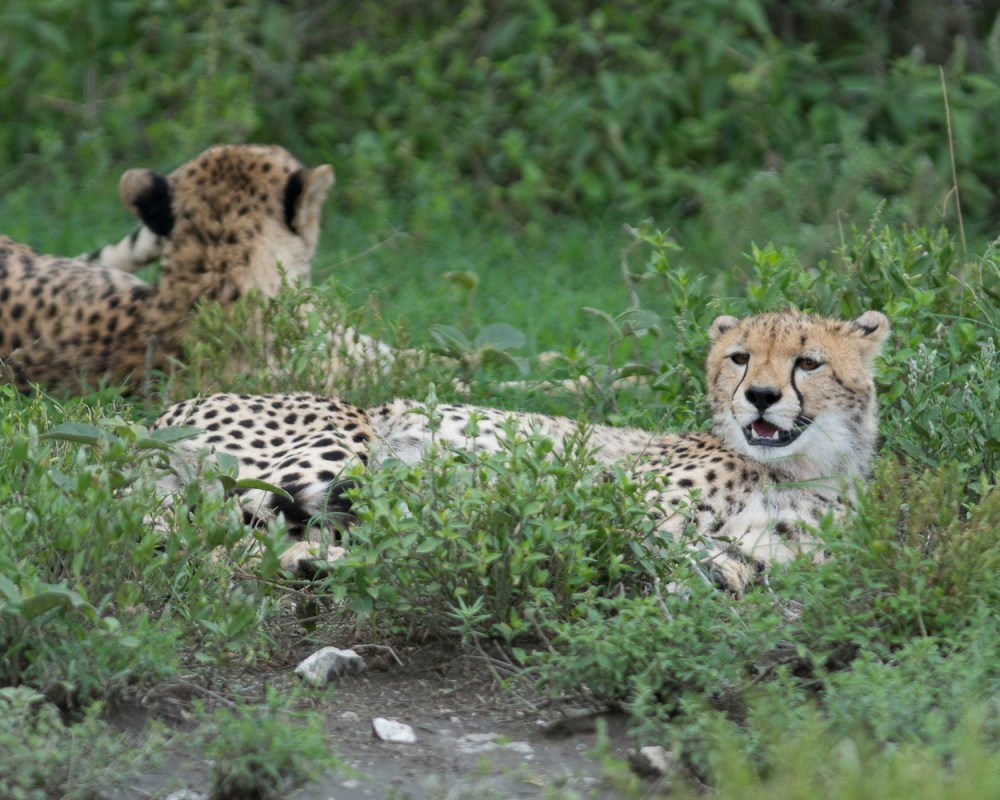 Tanzania-6007