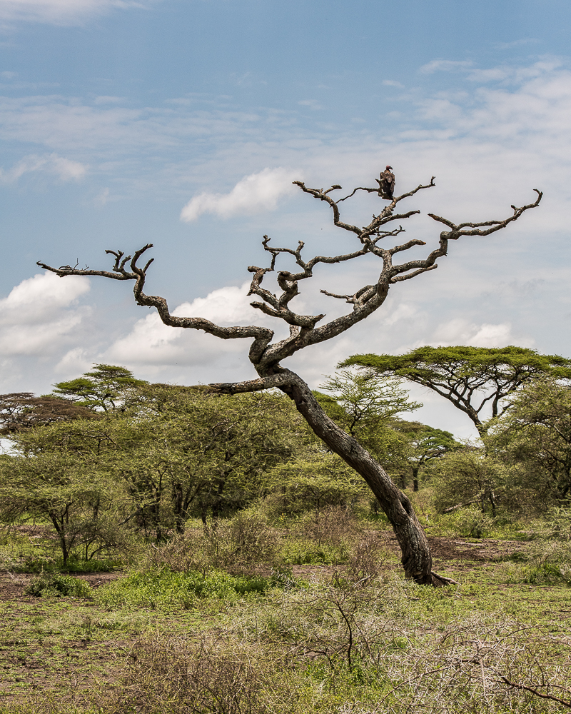 Tanzania-6009