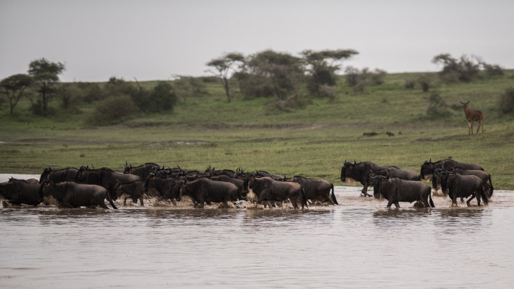 Tanzania-6011
