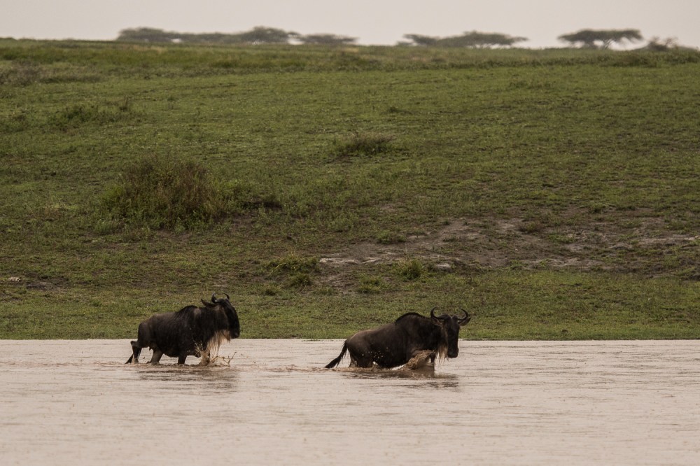 Tanzania-6013