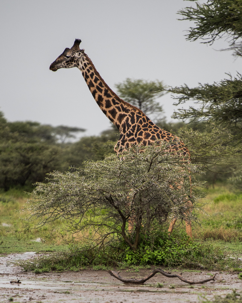 Tanzania-6015