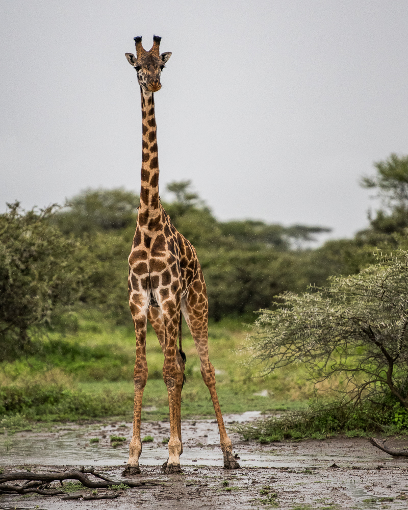 Tanzania-6016