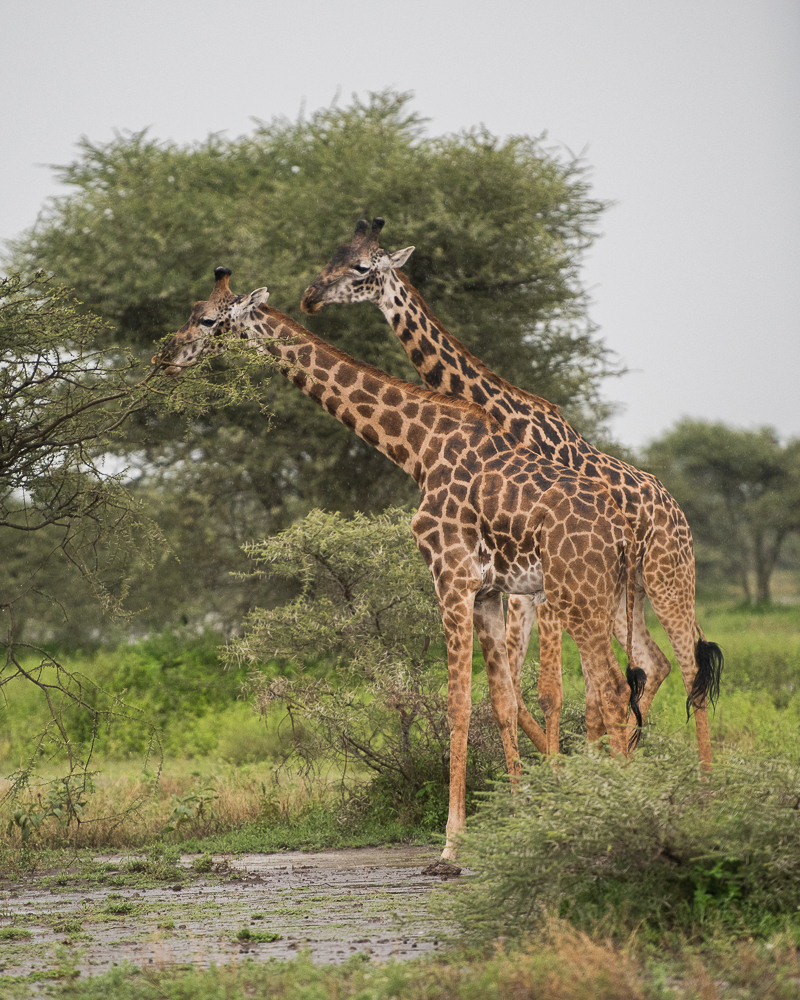 Tanzania-6017