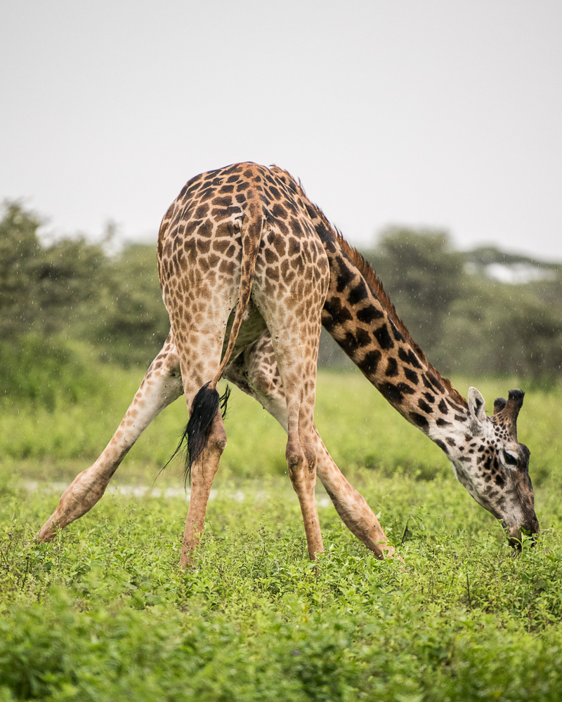 Tanzania-6018